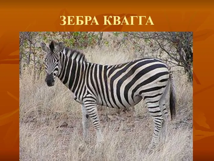 ЗЕБРА КВАГГА