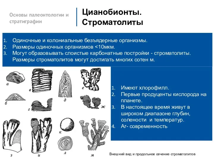 Основы палеонтологии и стратиграфии Цианобионты. Строматолиты Одиночные и колониальные безъядерные организмы. Размеры одиночных