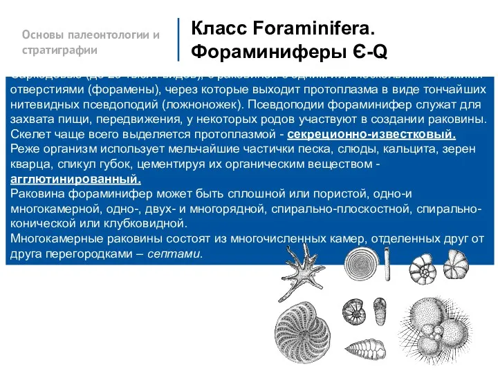 Основы палеонтологии и стратиграфии Класс Foraminifera. Фораминиферы Є-Q Саркодовые (до 25 тысяч видов),