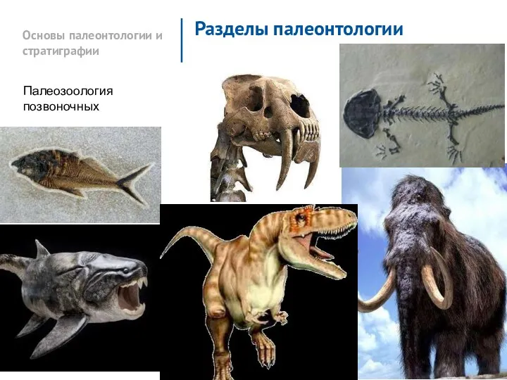 Основы палеонтологии и стратиграфии Разделы палеонтологии Палеозоология позвоночных