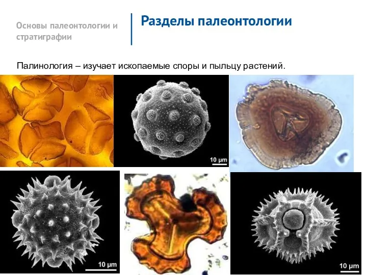 Основы палеонтологии и стратиграфии Разделы палеонтологии Палинология – изучает ископаемые споры и пыльцу растений.