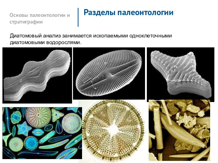 Основы палеонтологии и стратиграфии Разделы палеонтологии Диатомовый анализ занимается ископаемыми одноклеточными диатомовыми водорослями.