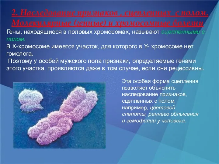 2. Наследование признаков , сцепленных с полом. Молекулярные (генные) и хромосомные болезни Гены,