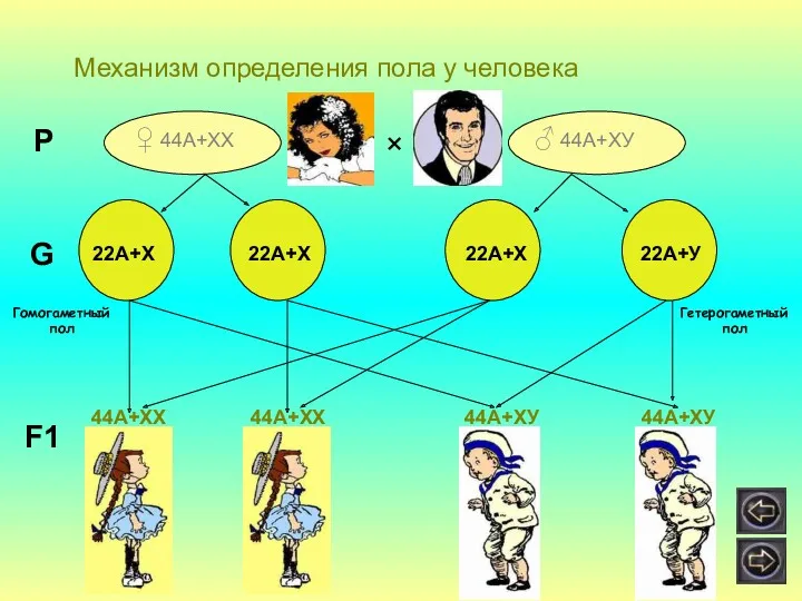 Механизм определения пола у человека ♀ 44А+ХХ ♂ 44А+ХУ ×