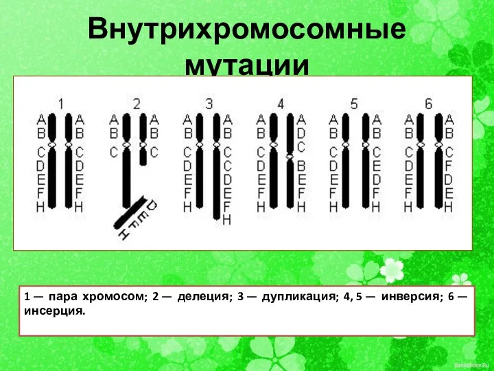 Внутрихромосомные мутации . 1 — пара хромосом; 2 — делеция; 3 — дупликация;