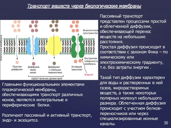 Транспорт веществ через биологические мембраны Главными функциональными элементами плазматической мембраны,