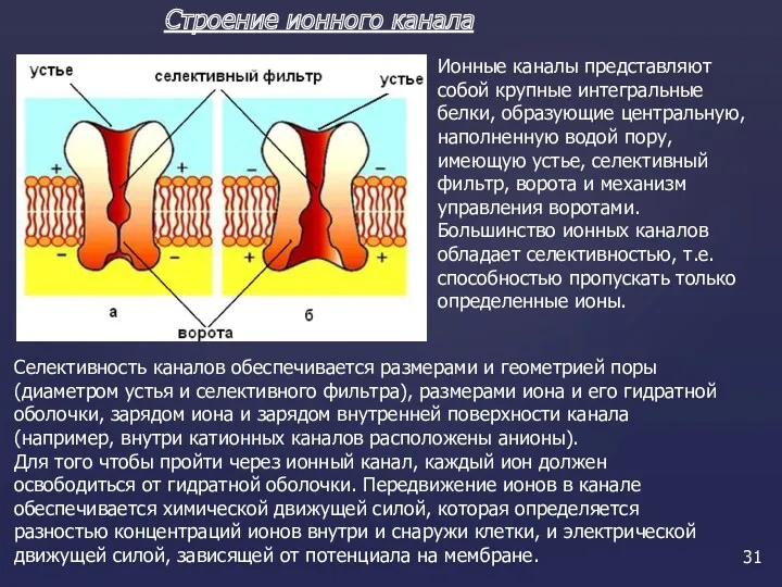 Строение ионного канала Ионные каналы представляют собой крупные интегральные белки,