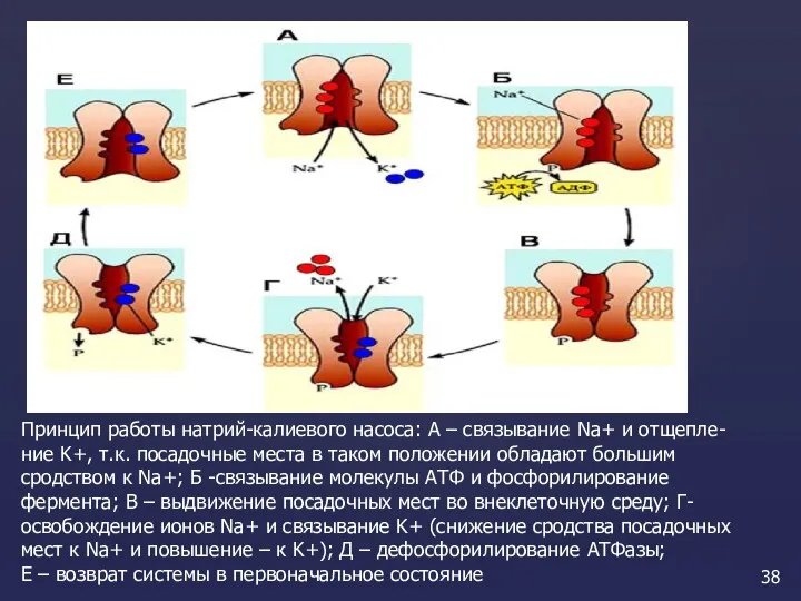 Принцип работы натрий-калиевого насоса: А – связывание Na+ и отщепле-