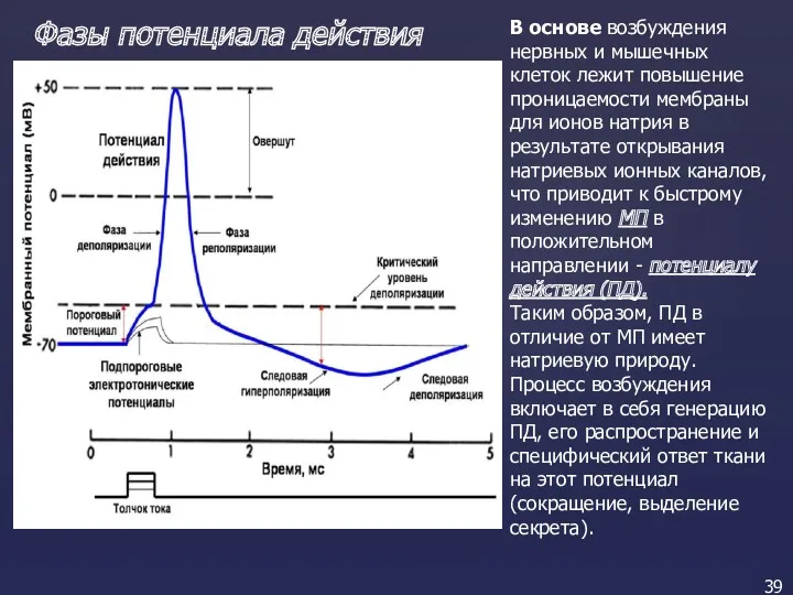 Фазы потенциала действия В основе возбуждения нервных и мышечных клеток