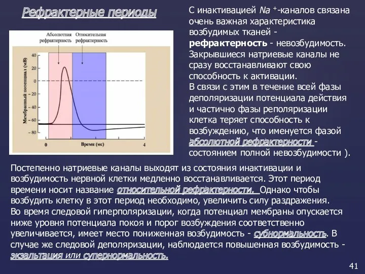 Рефрактерные периоды С инактивацией Na +-каналов связана очень важная характеристика