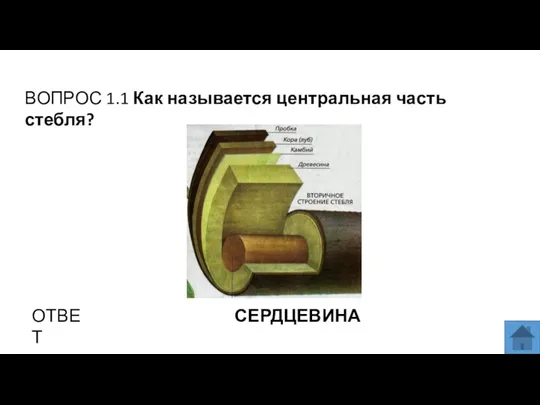 ВОПРОС 1.1 Как называется центральная часть стебля? ОТВЕТ СЕРДЦЕВИНА