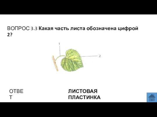 ВОПРОС 3.3 Какая часть листа обозначена цифрой 2? ОТВЕТ ЛИСТОВАЯ ПЛАСТИНКА