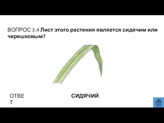 ВОПРОС 3.4 Лист этого растения является сидячим или черешковым? ОТВЕТ СИДЯЧИЙ