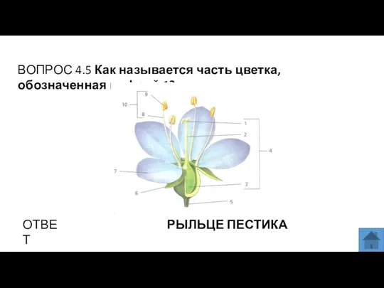 ВОПРОС 4.5 Как называется часть цветка, обозначенная цифрой 1? ОТВЕТ РЫЛЬЦЕ ПЕСТИКА