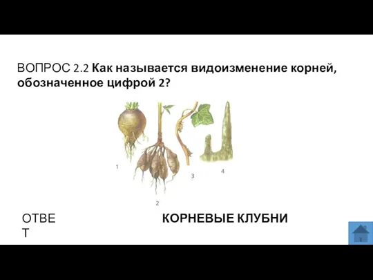 ВОПРОС 2.2 Как называется видоизменение корней, обозначенное цифрой 2? ОТВЕТ КОРНЕВЫЕ КЛУБНИ