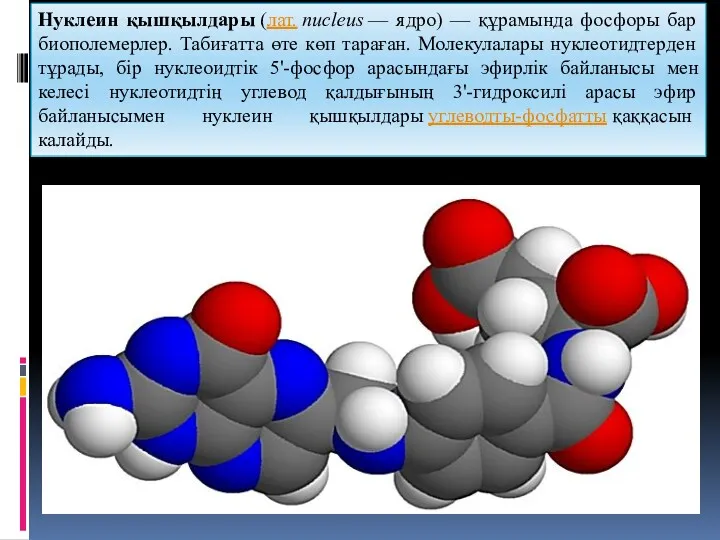 Нуклеин қышқылдары (лат. nucleus — ядро) — құрамында фосфоры бар