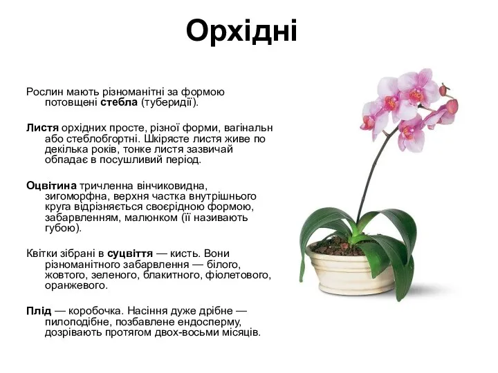 Орхідні Рослин мають різноманітні за формою потовщені стебла (туберидії). Листя