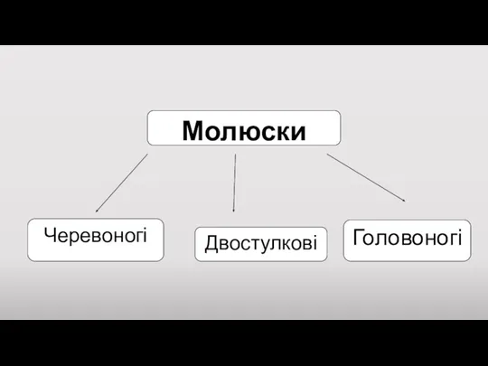 Черевоногі Двостулкові Головоногі Молюски