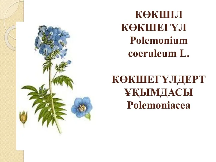 КӨКШІЛ КӨКШЕГҮЛ Polemonium coeruleum L. КӨКШЕГҮЛДЕРТҰҚЫМДАСЫ Polemoniacea