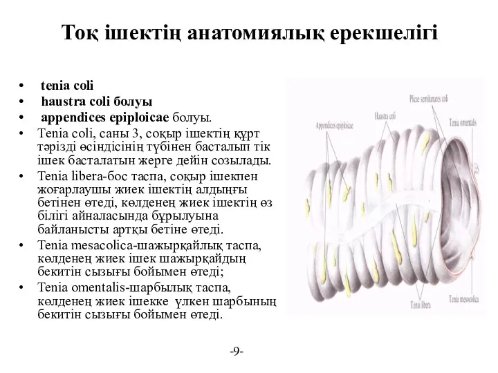 Тоқ ішектің анатомиялық ерекшелігі tenia coli haustra coli болуы аppendices