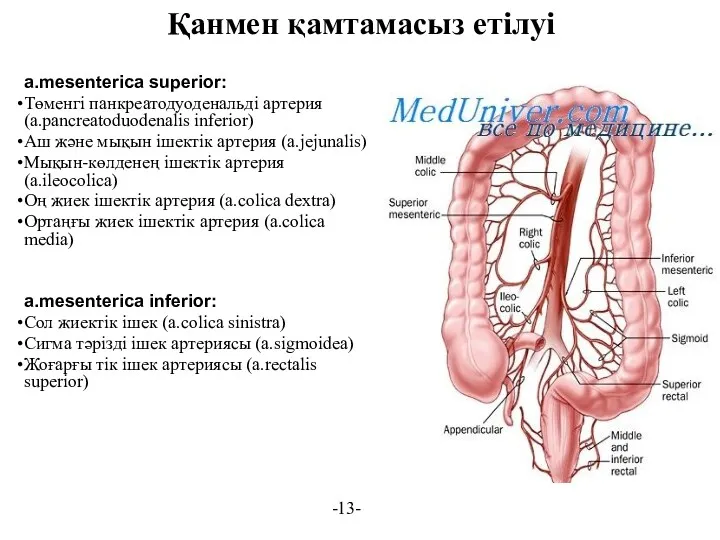 Қанмен қамтамасыз етілуі a.mesenterica superior: Төменгі панкреатодуоденальді артерия (a.pancreatoduodenalis inferior)