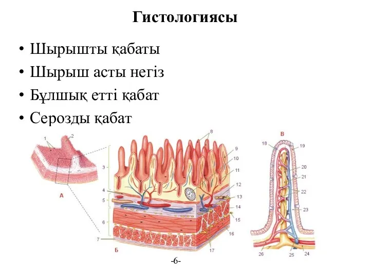 Гистологиясы Шырышты қабаты Шырыш асты негіз Бұлшық етті қабат Серозды қабат -6-