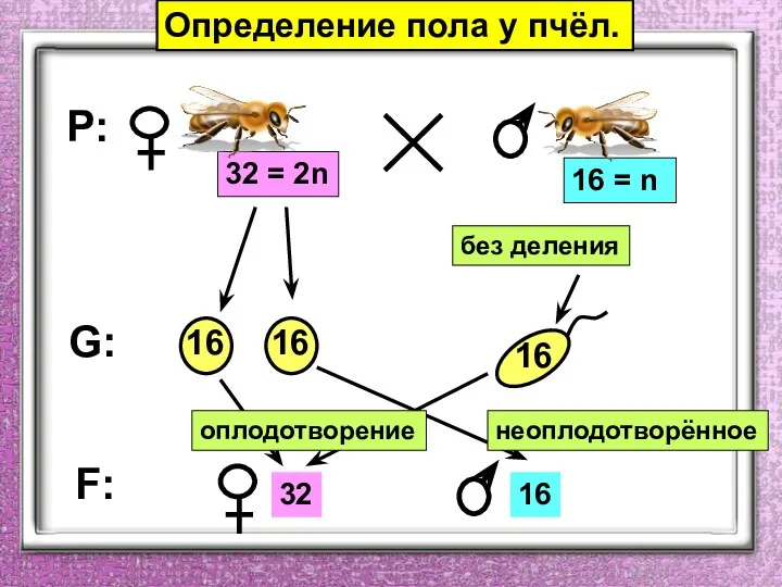 P: G: F: Определение пола у пчёл. оплодотворение неоплодотворённое без деления
