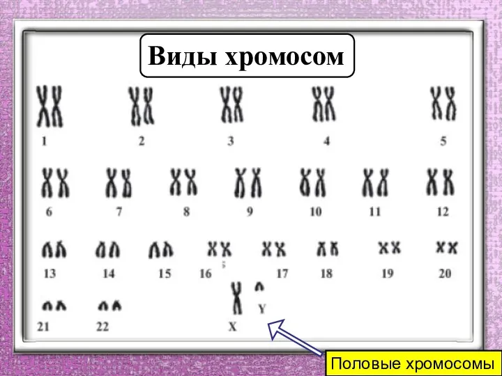 Виды хромосом Половые хромосомы