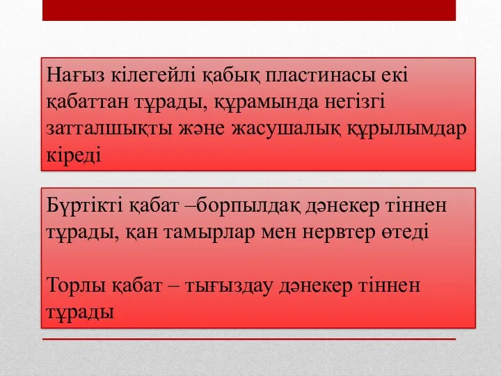 Нағыз кілегейлі қабық пластинасы екі қабаттан тұрады, құрамында негізгі затталшықты