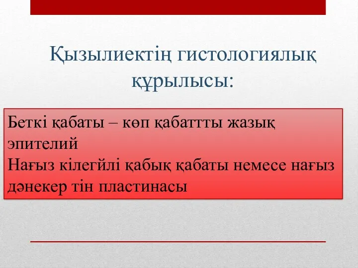 Қызылиектің гистологиялық құрылысы: Беткі қабаты – көп қабаттты жазық эпителий