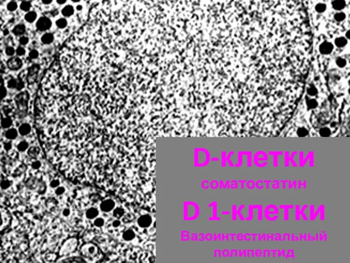 D-клетки соматостатин D 1-клетки Вазоинтестинальный полипептид