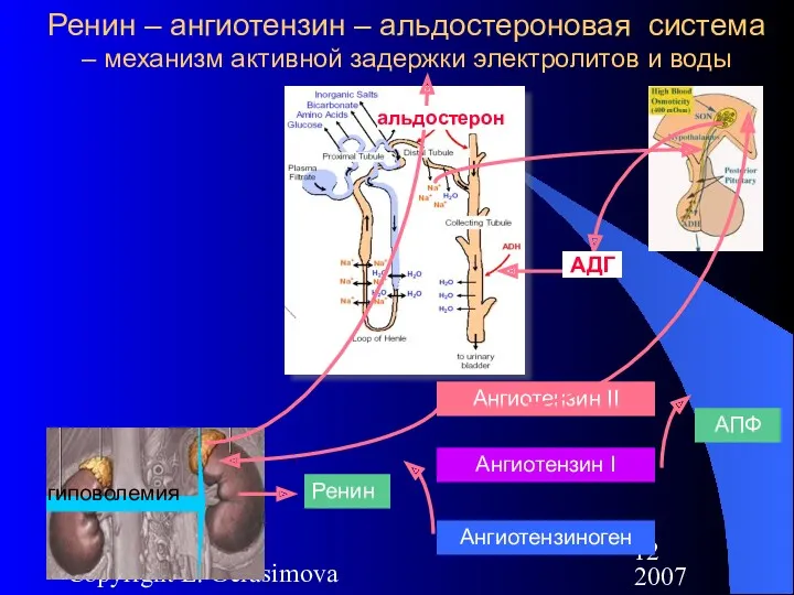 2007 Copyright L. Gerasimova Ренин – ангиотензин – альдостероновая система