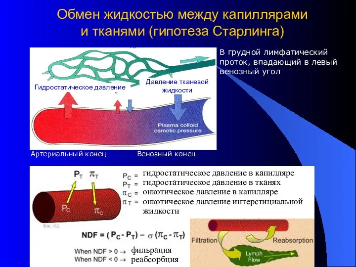 2007 Copyright L. Gerasimova Обмен жидкостью между капиллярами и тканями