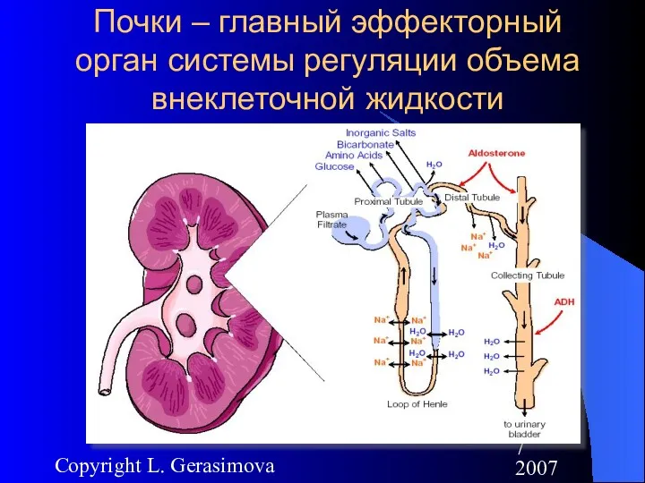2007 Copyright L. Gerasimova Почки – главный эффекторный орган системы регуляции объема внеклеточной жидкости