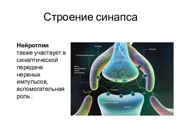 Строение синапса Нейроглия также участвует в синаптической передаче нервных импульсов, вспомогательная роль .