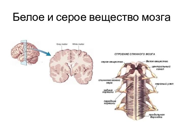Белое и серое вещество мозга