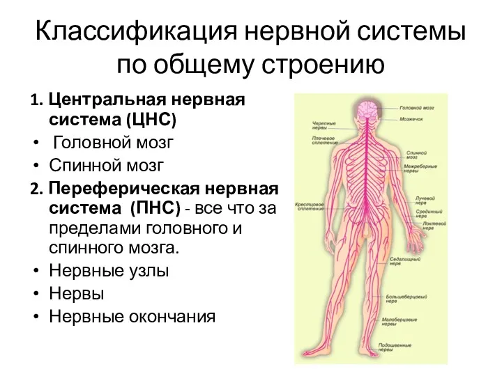 Классификация нервной системы по общему строению 1. Центральная нервная система