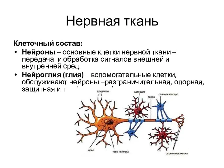Нервная ткань Клеточный состав: Нейроны – основные клетки нервной ткани