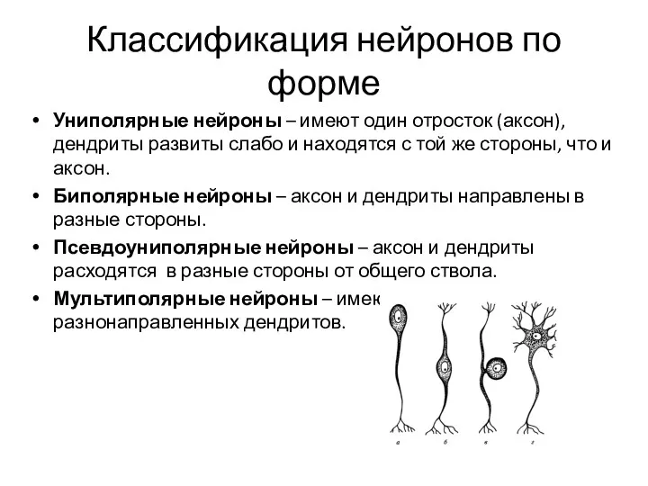 Классификация нейронов по форме Униполярные нейроны – имеют один отросток