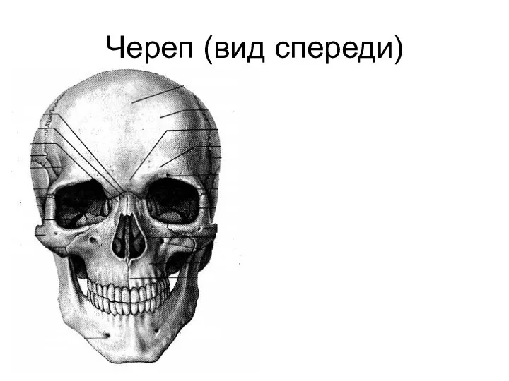 Череп (вид спереди)