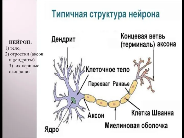 Нейрон: НЕЙРОН: тело, отростки (аксон и дендриты) 3) их нервные окончания