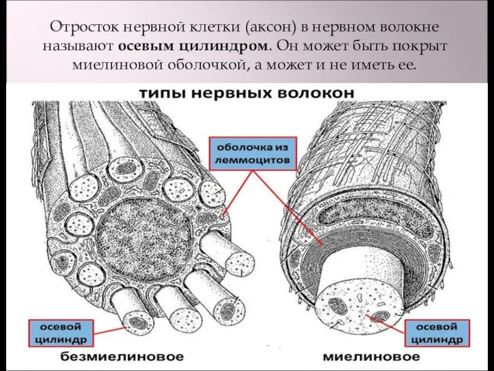 Отросток нервной клетки (аксон) в нервном волокне называют осевым цилиндром.