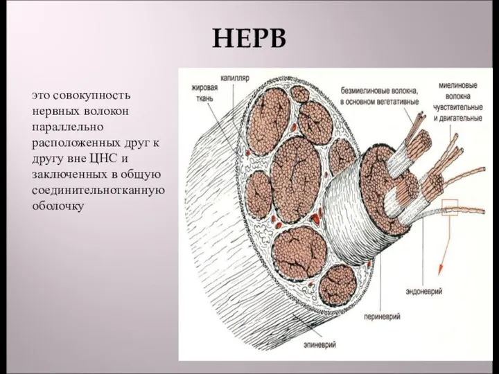 НЕРВ это совокупность нервных волокон параллельно расположенных друг к другу