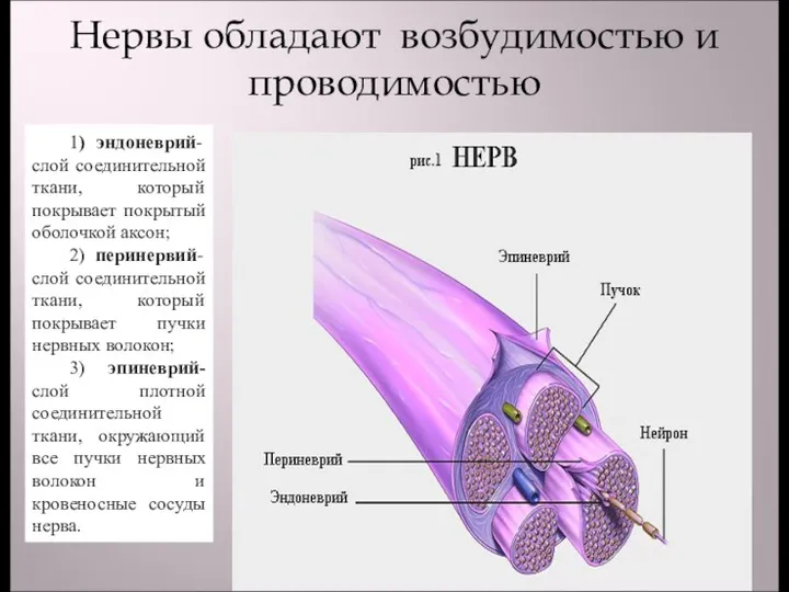 Нервы обладают возбудимостью и проводимостью 1) эндoнeврий- слой соединительной ткани,