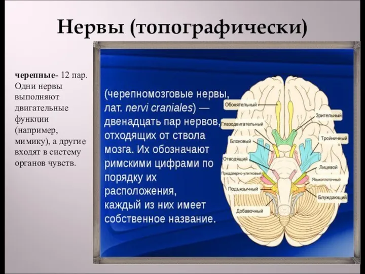 Нервы (топографически) черепные- 12 пар. Одни нервы выполняют двигательные функции