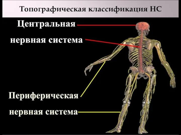 Топографическая классификация НС