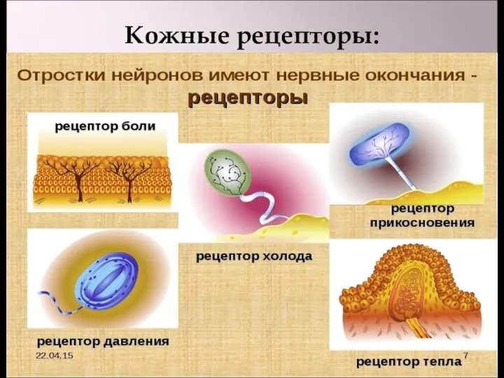 Кожные рецепторы: