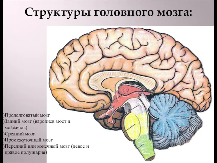 Структуры головного мозга: Продолговатый мозг Задний мозг (варолиев мост и