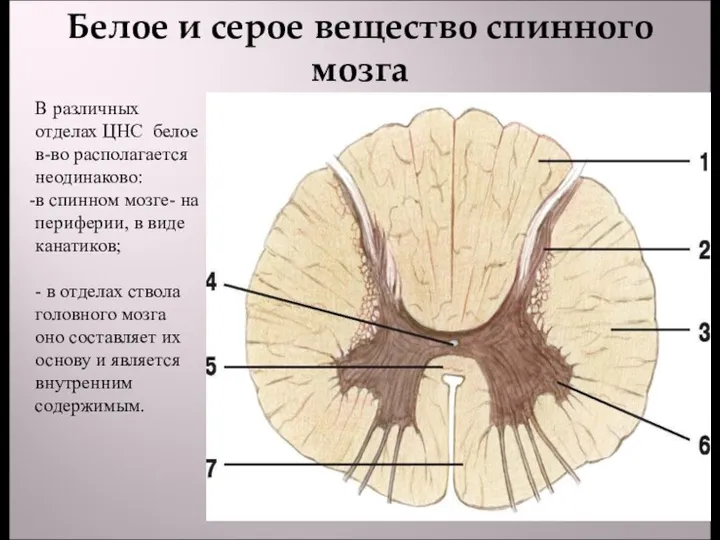 Белое и серое вещество спинного мозга В различных отделах ЦНС