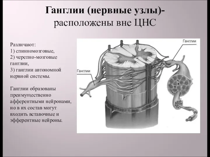 Ганглии (нервные узлы)- расположены вне ЦНС Различают: 1) спинномозговые, 2)